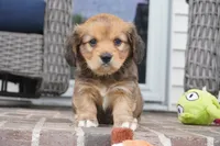 Sierra-Cavacorgi, a female Pembroke Welsh Corgi and Cavalier King Charles Spaniel for sale in Moravia, IA – 3 of 5