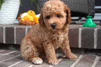 Magnolia, a female Poodle - Toy  for sale in Moravia, IA – 3 of 3