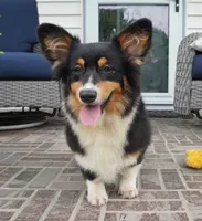 Cyrus-Fluffy AKC, a male Pembroke Welsh Corgi for sale in Moravia, IA – 3 of 8
