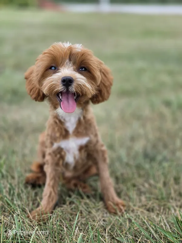 Teagan – Cavapoo puppy for sale in Moravia, IA