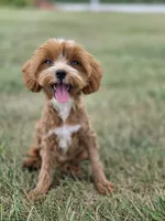 Teagan, a female Cavapoo for sale in Moravia, IA – 4 of 10