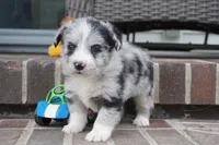 Cici-Corgipoo, a female Pembroke Welsh Corgi and Poodle - Toy  for sale in Moravia, IA – 4 of 4