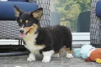 Cyrus-Fluffy AKC, a male Pembroke Welsh Corgi for sale in Moravia, IA – 3 of 10
