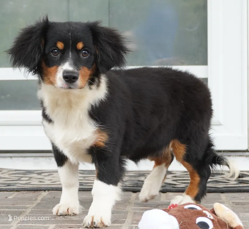 Palmer-Cavacorgi – Pembroke Welsh Corgi, Cavalier King Charles Spaniel puppy for sale in Moravia, IA
