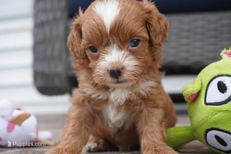 Teagan – Cavapoo puppy for sale in Moravia, IA