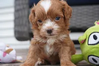 Teagan, a female Cavapoo for sale in Moravia, IA – 1 of 4