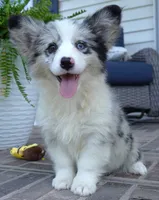 Danni Girl-fluffy, a female Pembroke Welsh Corgi for sale in Moravia, IA – 5 of 10