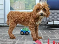 Teagan, a female Cavapoo for sale in Moravia, IA – 3 of 10