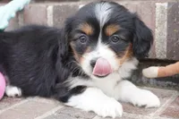 Posey, a female Pembroke Welsh Corgi and Cavalier King Charles Spaniel for sale in Moravia, IA – 2 of 4