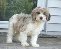 Thea, a female Cavapoo for sale in Moravia, IA – 2 of 6