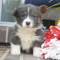 Duke, a male Pembroke Welsh Corgi for sale in Moravia, IA – 2 of 4