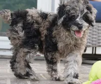 Malia, a female Poodle - Toy  for sale in Moravia, IA – 3 of 10