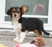 Poppy, a female Pembroke Welsh Corgi and Cavalier King Charles Spaniel for sale in Moravia, IA – 2 of 10