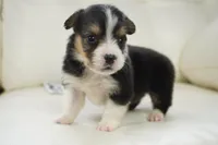 Cleo-AKC Fluffy, a male Pembroke Welsh Corgi for sale in Moravia, IA – Photo 2 of 4