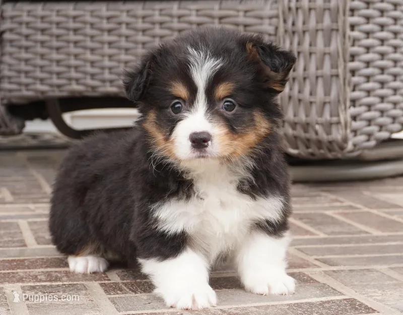 Cleo-AKC Fluffy – Pembroke Welsh Corgi puppy for sale in Moravia, IA