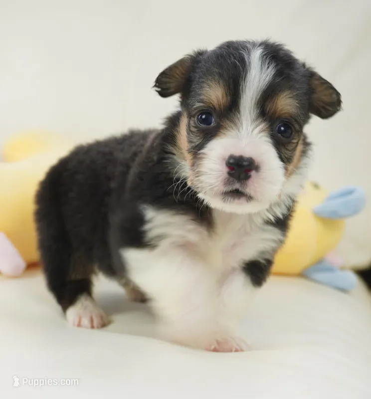 Cleo-AKC Fluffy – Pembroke Welsh Corgi puppy for sale in Moravia, IA