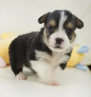 Cleo-AKC Fluffy, a male Pembroke Welsh Corgi for sale in Moravia, IA – Photo 1 of 4