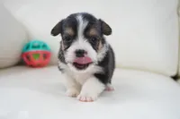 Cleo-AKC Fluffy, a male Pembroke Welsh Corgi for sale in Moravia, IA – Photo 4 of 4