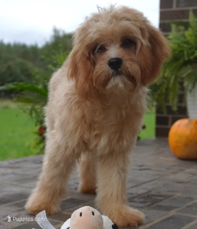 Tiago – Cavapoo puppy for sale in Moravia, IA