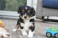 Palmer-Cavacorgi, a female Pembroke Welsh Corgi and Cavalier King Charles Spaniel for sale in Moravia, IA – 3 of 6