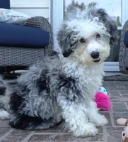 Bridger, a male Miniature Aussiedoodle for sale in Moravia, IA – 1 of 9