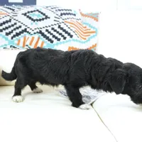 CharF1b Corgipoos, a male Pembroke Welsh Corgi and Poodle - Toy  for sale in Moravia, IA – Photo 8 of 10