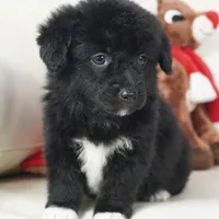 CharF1b Corgipoos, a male Pembroke Welsh Corgi and Poodle - Toy  for sale in Moravia, IA – Photo 6 of 10