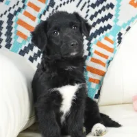 CharF1b Corgipoos, a male Pembroke Welsh Corgi and Poodle - Toy  for sale in Moravia, IA – Photo 3 of 10