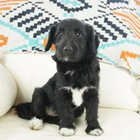 CharF1b Corgipoos, a male Pembroke Welsh Corgi and Poodle - Toy  for sale in Moravia, IA – Photo 1 of 10