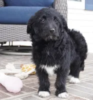 CharF1b Corgipoos, a male Pembroke Welsh Corgi and Poodle - Toy  for sale in Moravia, IA – Photo 3 of 10