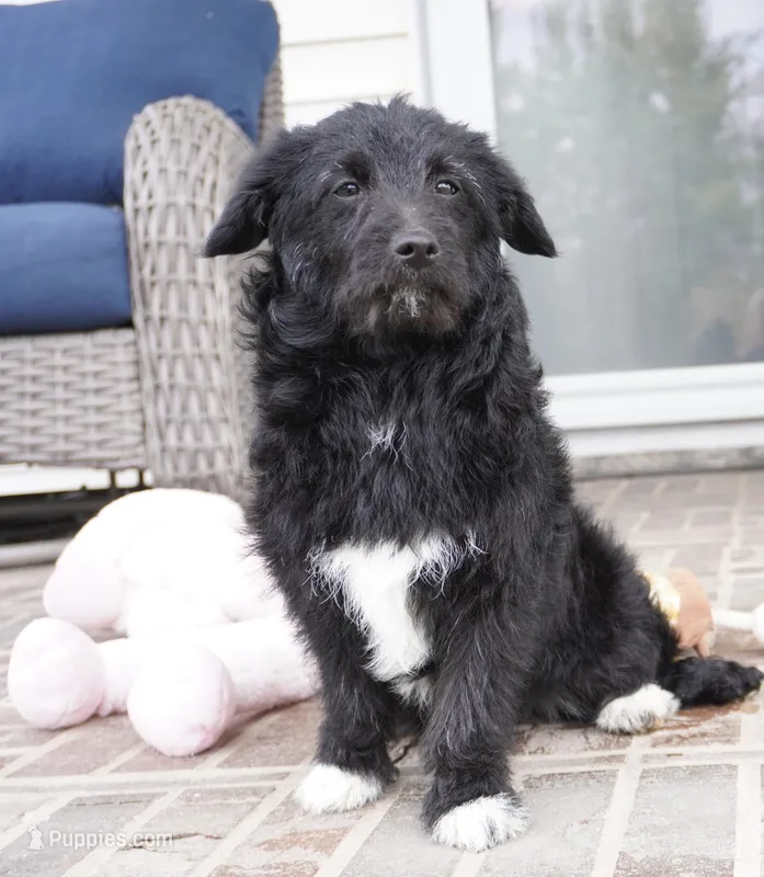 CharF1b Corgipoos – Pembroke Welsh Corgi, Poodle - Toy  puppy for sale in Moravia, IA