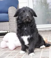 CharF1b Corgipoos, a male Pembroke Welsh Corgi and Poodle - Toy  for sale in Moravia, IA – Photo 1 of 10