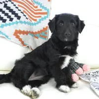 CharF1b Corgipoos, a male Pembroke Welsh Corgi and Poodle - Toy  for sale in Moravia, IA – Photo 10 of 10