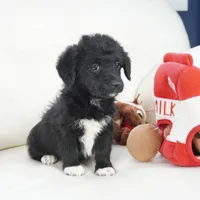 CharF1b Corgipoos, a male Pembroke Welsh Corgi and Poodle - Toy  for sale in Moravia, IA – Photo 7 of 10