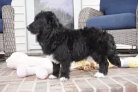 CharF1b Corgipoos, a male Pembroke Welsh Corgi and Poodle - Toy  for sale in Moravia, IA – Photo 2 of 10