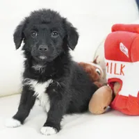 CharF1b Corgipoos, a male Pembroke Welsh Corgi and Poodle - Toy  for sale in Moravia, IA – Photo 5 of 10