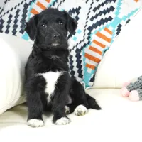 CharF1b Corgipoos, a male Pembroke Welsh Corgi and Poodle - Toy  for sale in Moravia, IA – Photo 4 of 10