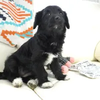 CharF1b Corgipoos, a male Pembroke Welsh Corgi and Poodle - Toy  for sale in Moravia, IA – Photo 9 of 10