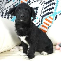 CharF1b Corgipoos, a male Pembroke Welsh Corgi and Poodle - Toy  for sale in Moravia, IA – Photo 2 of 10