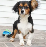 Poppy, a female Pembroke Welsh Corgi and Cavalier King Charles Spaniel for sale in Moravia, IA – 8 of 10