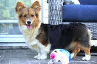 CLANCY-CLEAR, a female Pembroke Welsh Corgi for sale in Moravia, IA – 2 of 7