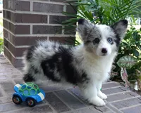 Danni Girl-fluffy, a female Pembroke Welsh Corgi for sale in Moravia, IA – 3 of 10