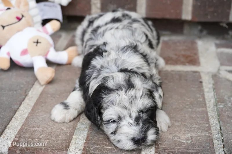 Percy mini F1b – Sheepadoodle puppy for sale in Moravia, IA