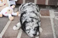 Percy mini F1b, a female Sheepadoodle for sale in Moravia, IA – 1 of 2