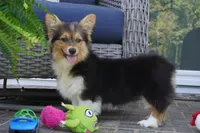 Cherry-AKC Fluffy, a female Pembroke Welsh Corgi for sale in Moravia, IA – 2 of 8