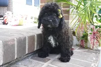 Talia, a female Cavapoo for sale in Moravia, IA – 4 of 4
