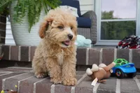 Mason, a male Poodle - Toy  for sale in Moravia, IA – 4 of 9
