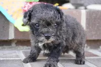 Elliot, a male Poodle - Toy  for sale in Moravia, IA – Photo 1 of 3