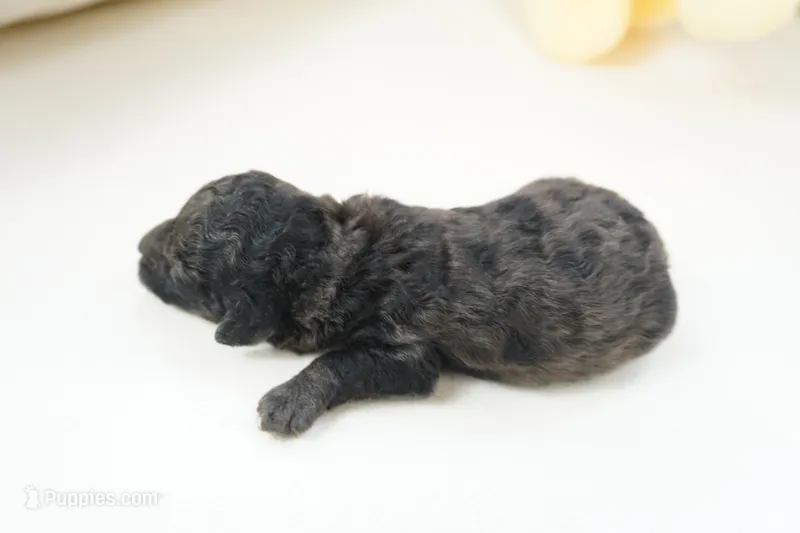 Elliot – Poodle - Toy  puppy for sale in Moravia, IA