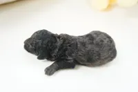 Elliot, a male Poodle - Toy  for sale in Moravia, IA – Photo 3 of 3